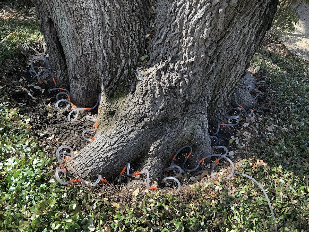 Detailed Tree Cabling and Bracing job site in Norcross